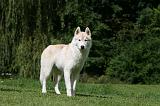 SIBERIAN HUSKY 962